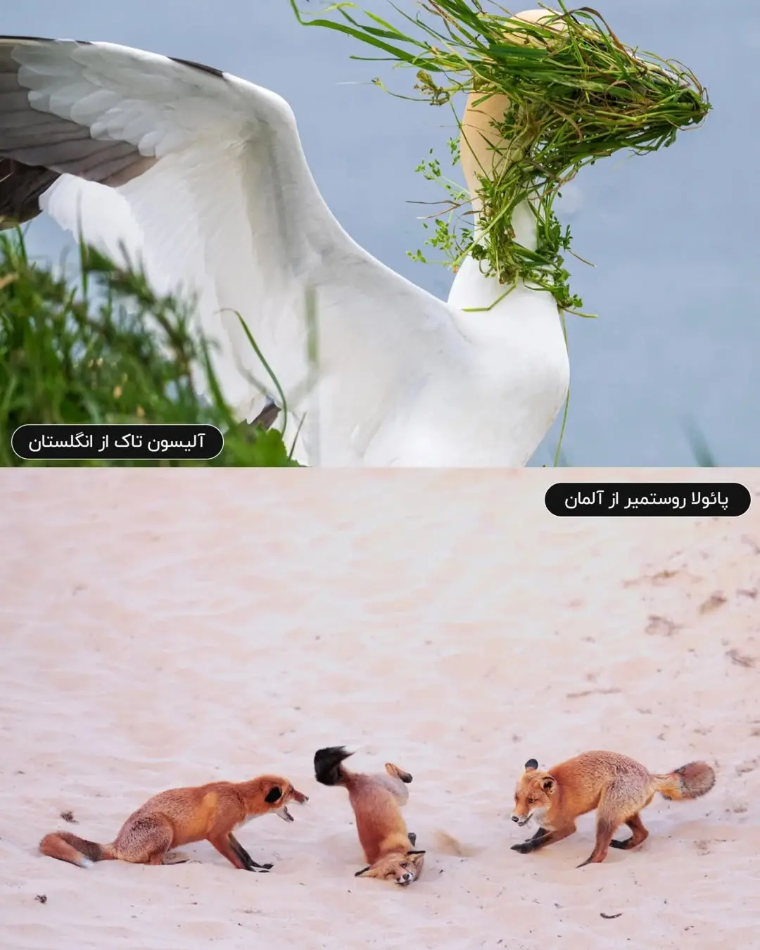 حیات وحش