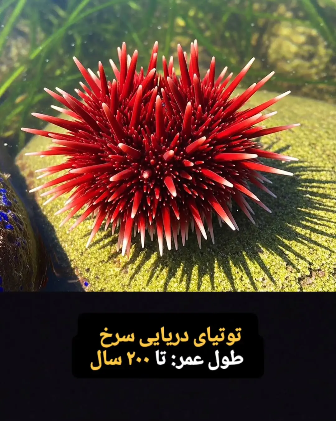 جانوران با طول عمر زیاد