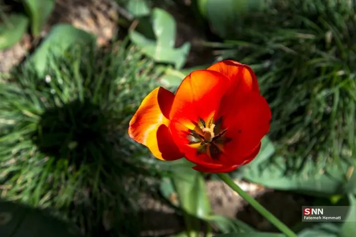 باغ ایرانی