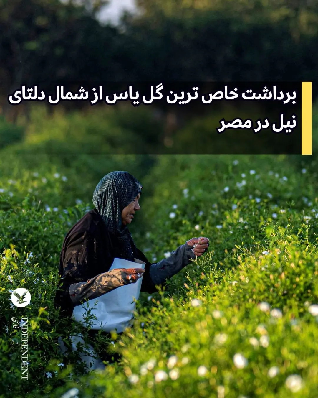  گل یاس