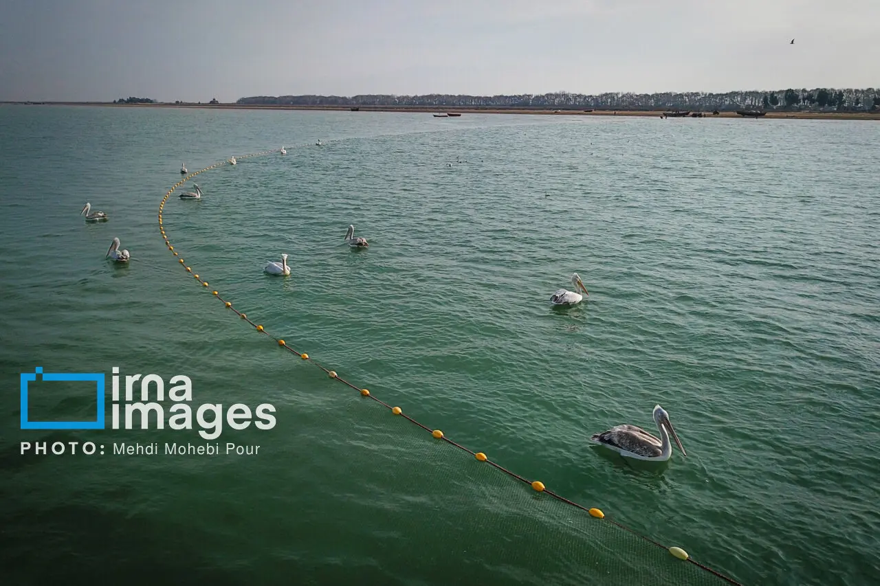 پلیکان‌ها به سواحل مازندران بازگشتند