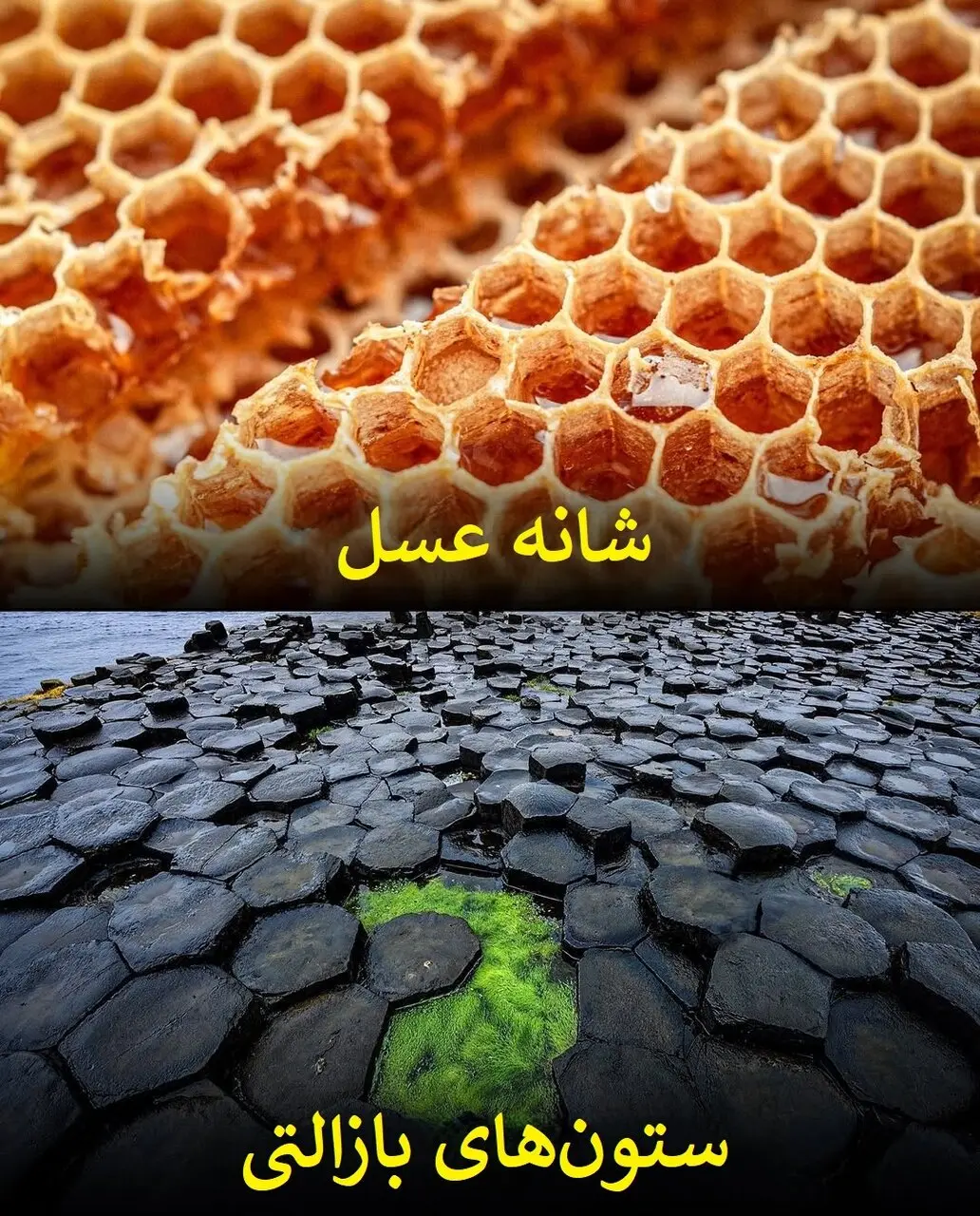طبیعت