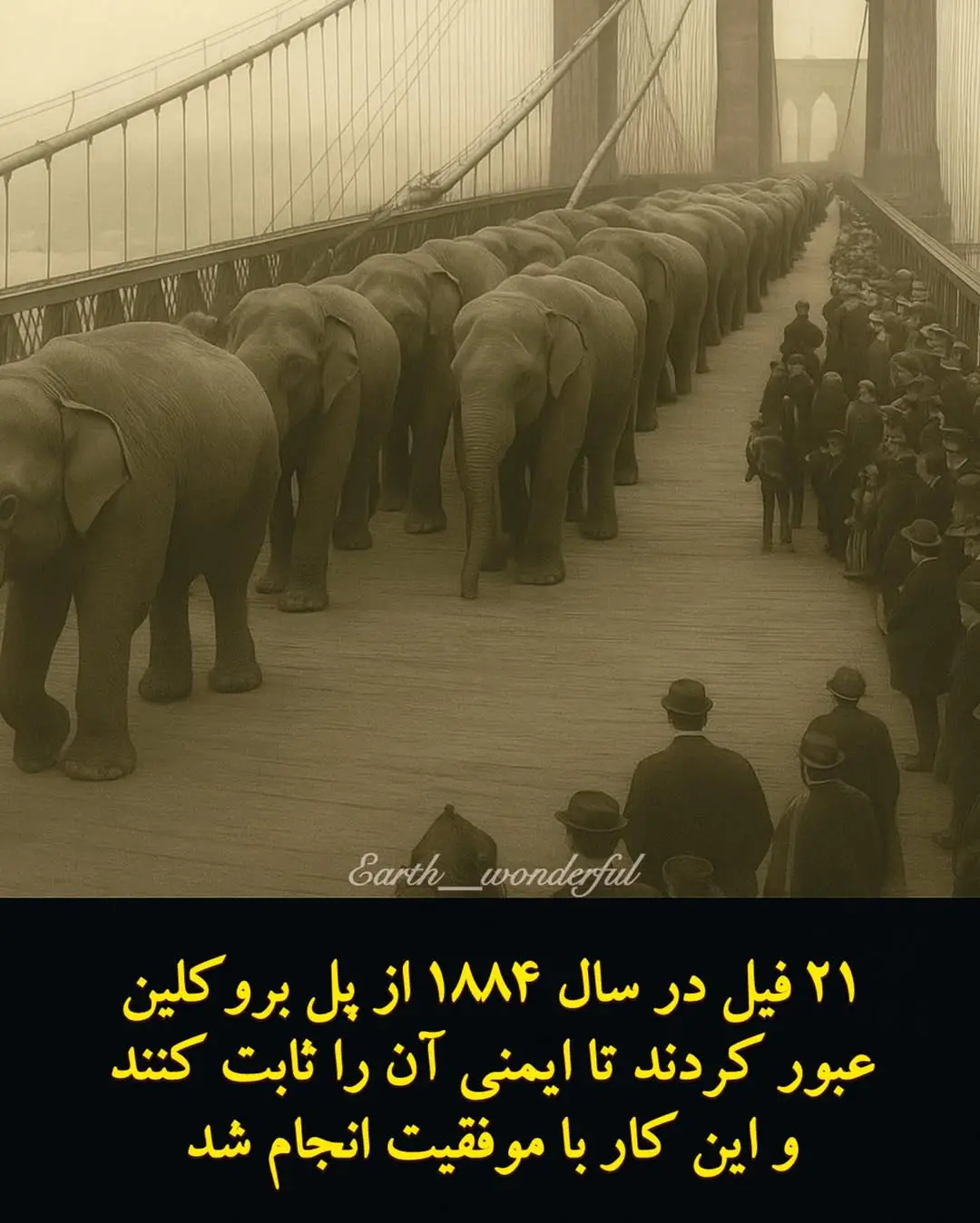 روش عجیب استفاده از فیل ها برای سنجش استحکام و امنیت پل + عکس