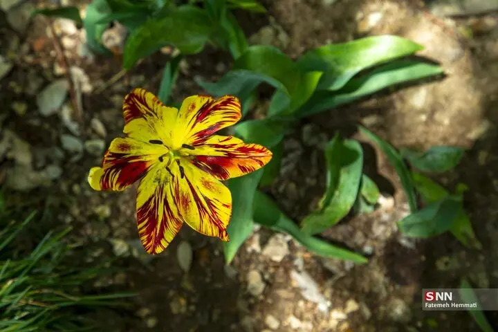 باغ ایرانی