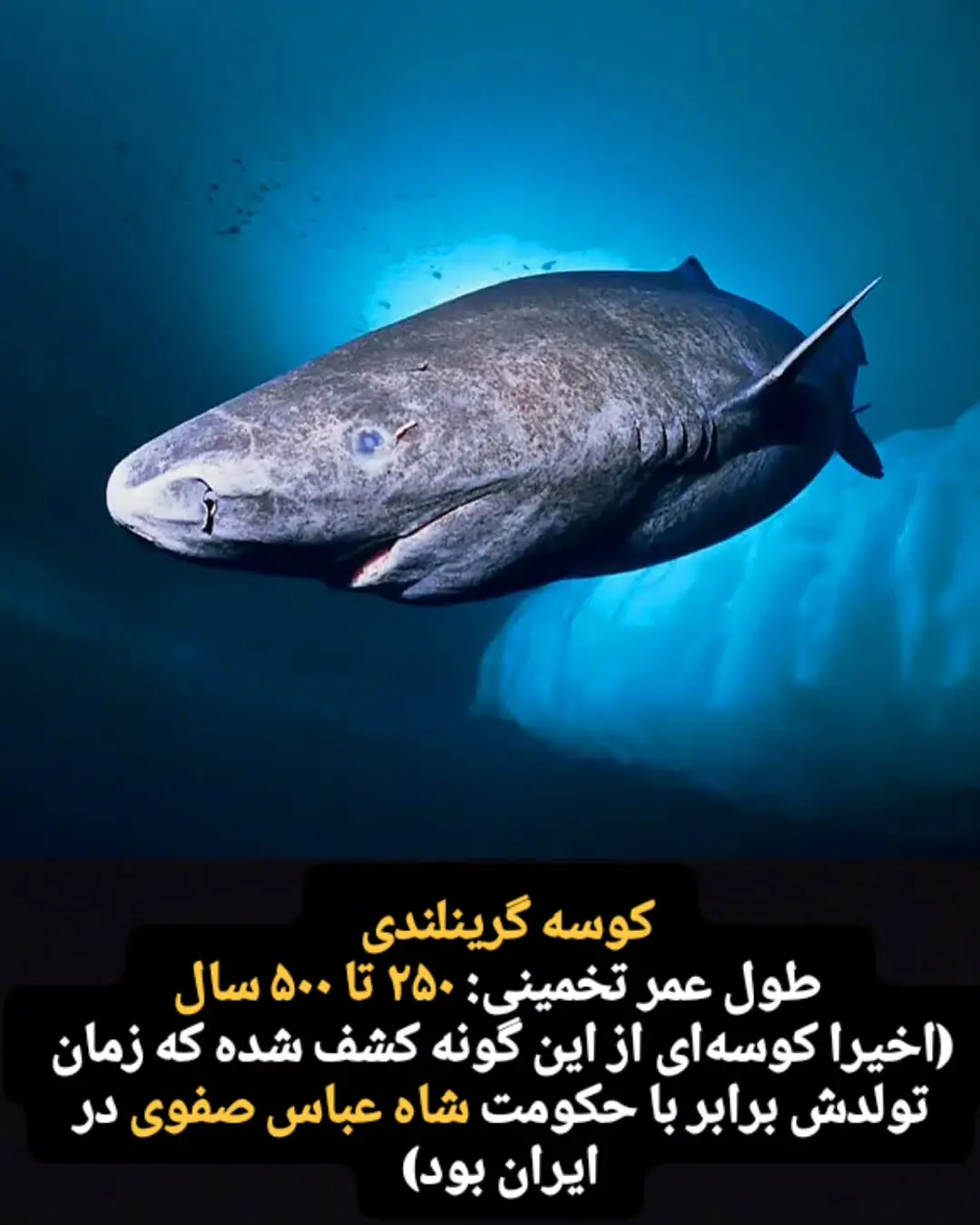 جانوران با طول عمر زیاد