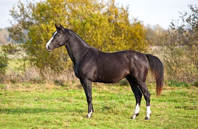 dutch-warm-blood-stallion-standing-on-grass_Rita_Kochmarjova_Shutterstock