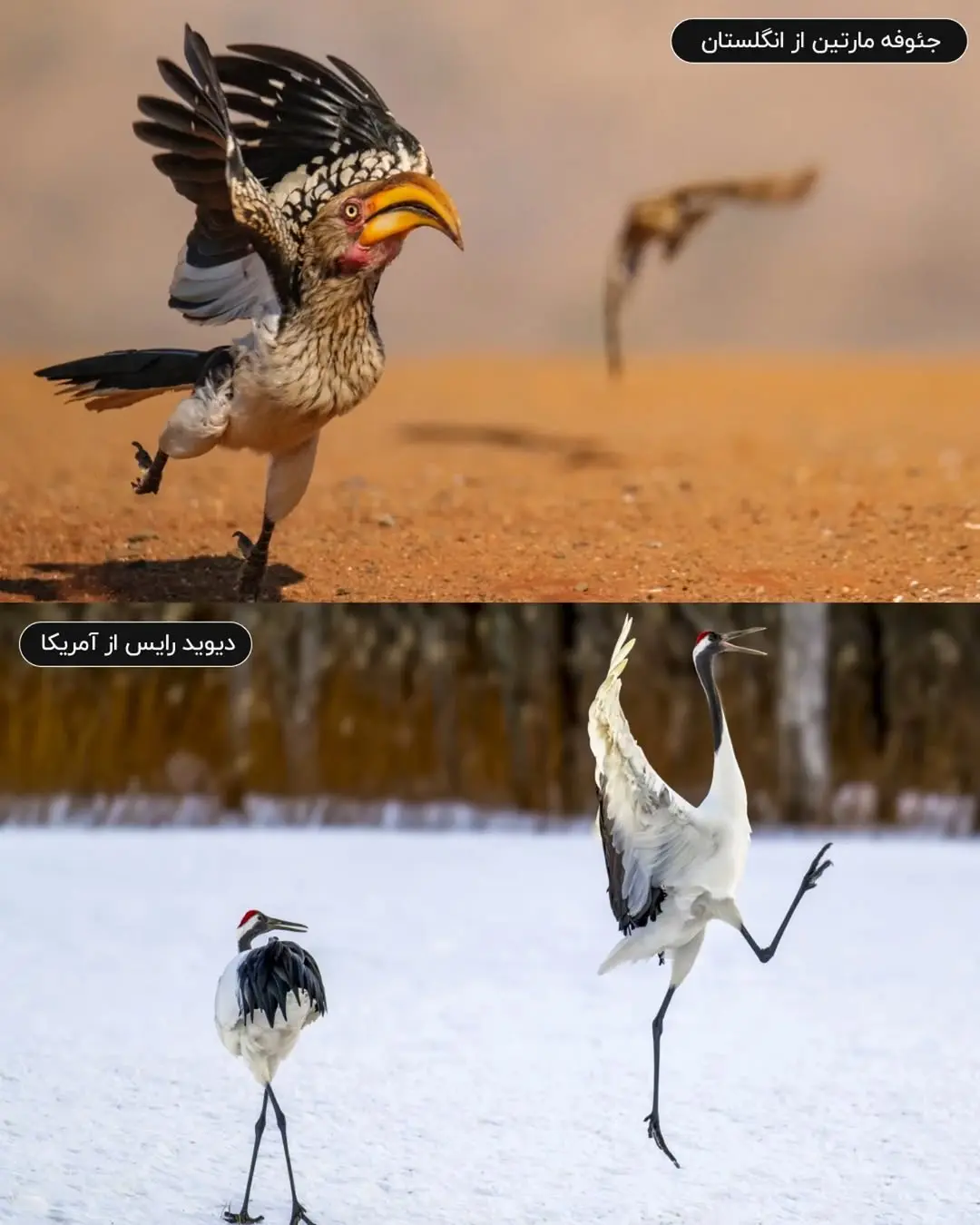 حیات وحش