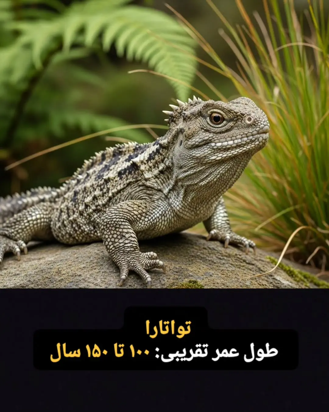 جانوران با طول عمر زیاد