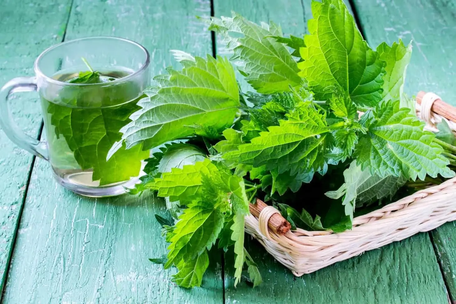medicinal-plant-nettles-fresh-leaves-and-infusion-picture-id531617718