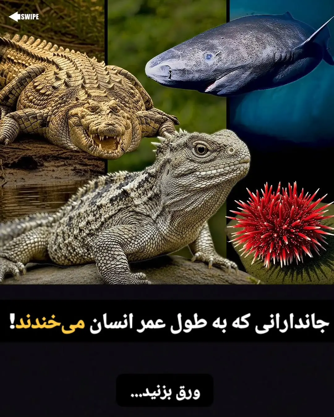 جانوران با طول عمر زیاد