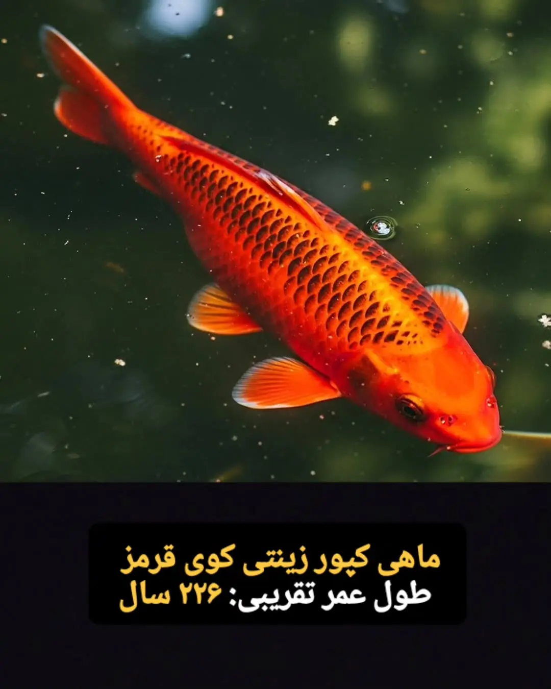 جانوران با طول عمر زیاد