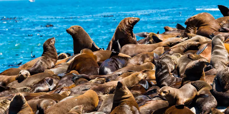 seal-island-south-africa