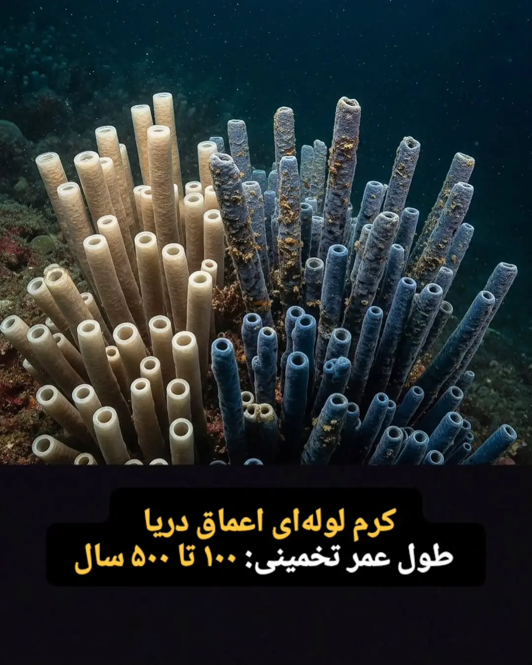 جانوران با طول عمر زیاد