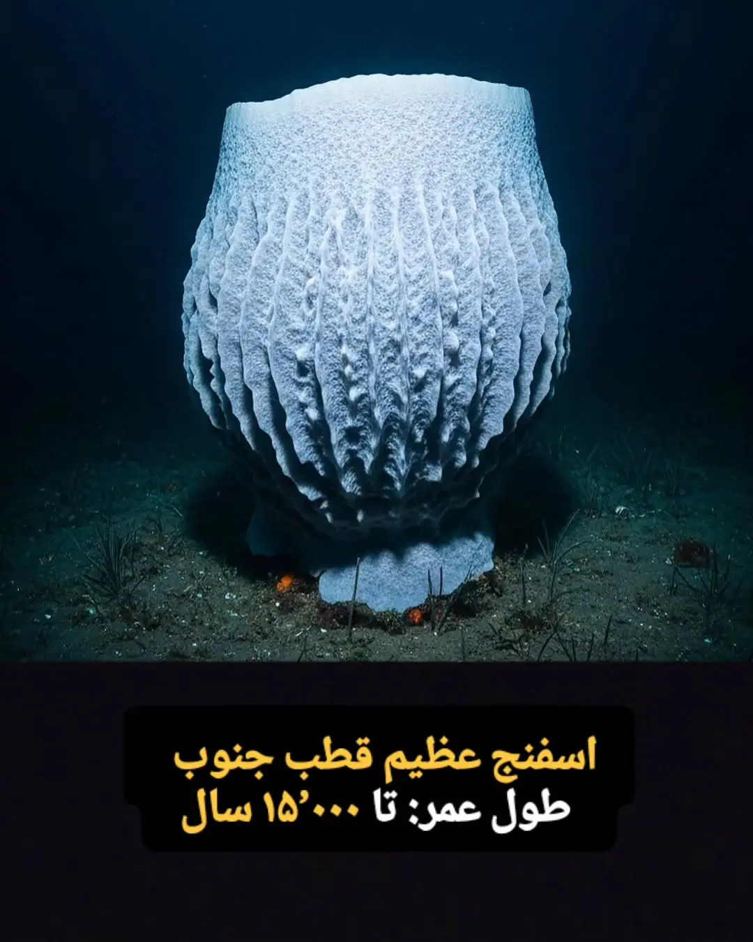 جانوران با طول عمر زیاد