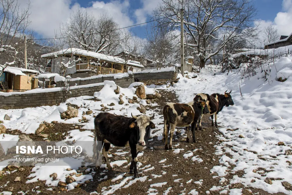 روستای بالا چلی