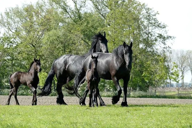 Friesian-horses-1