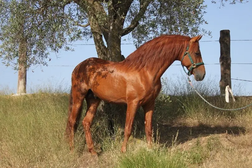 Andalusian-horse-2