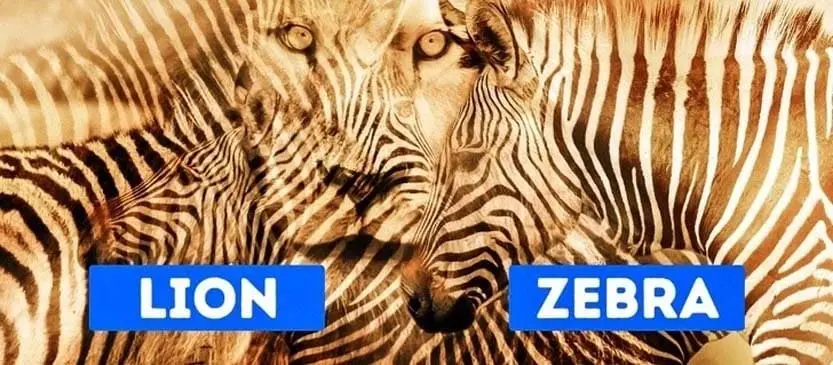 Optical-Illusion-Lion-Zebra