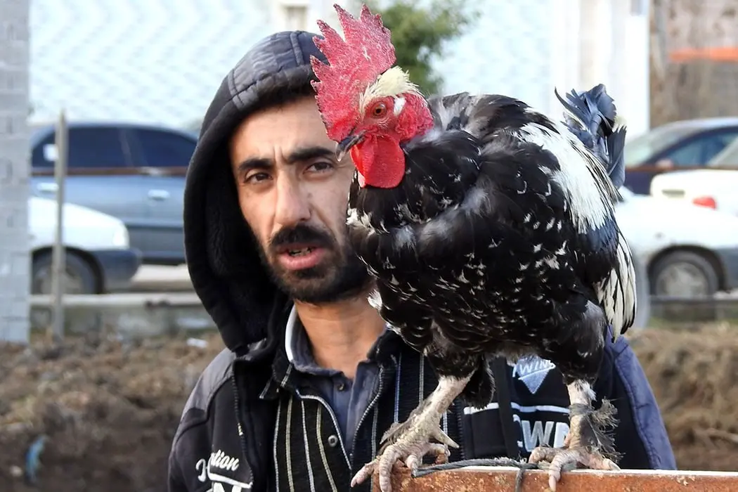 بازار هفتگی