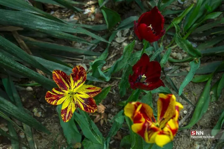 باغ ایرانی