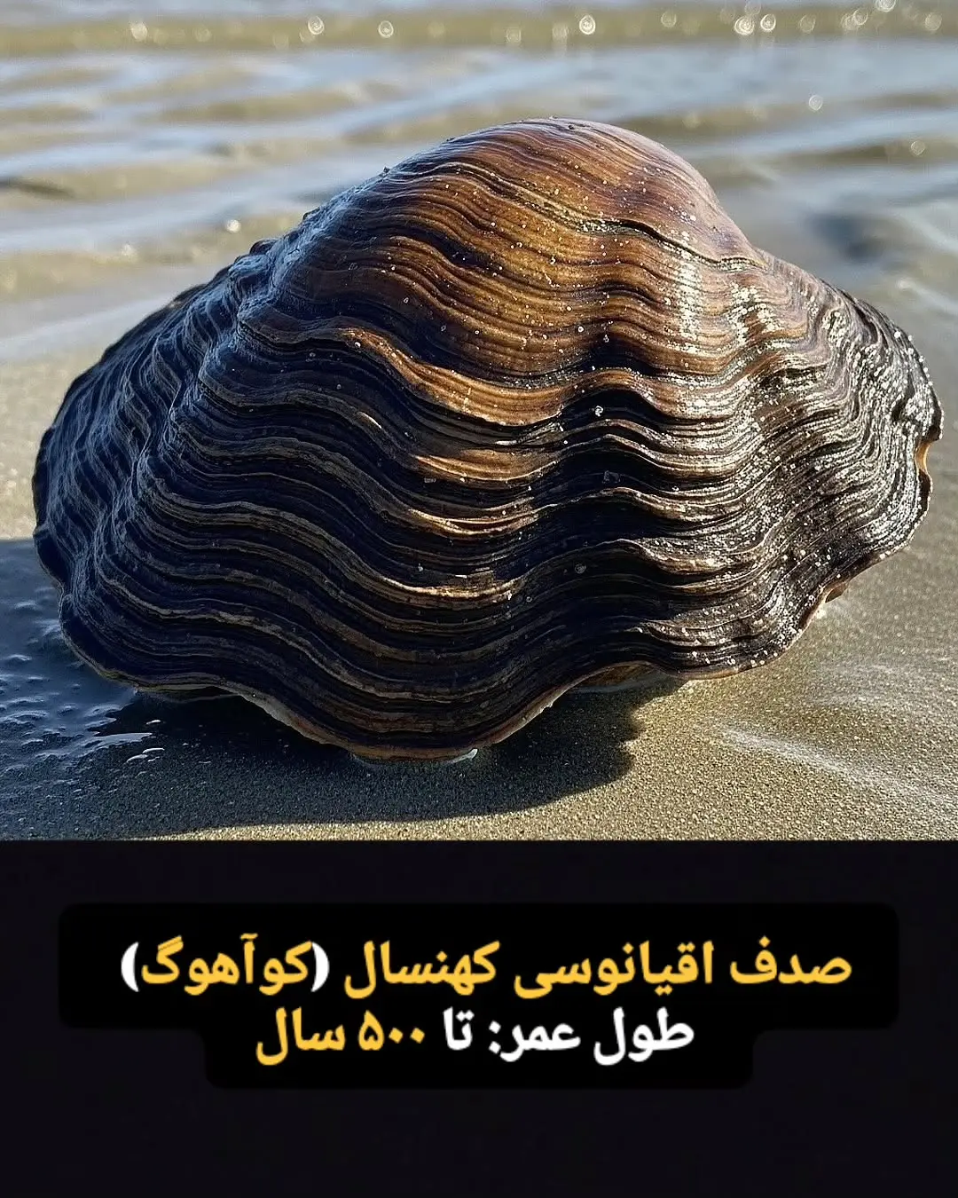 جانوران با طول عمر زیاد