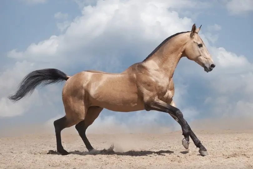 Akhal-Teke-Horse-on-desert_Olga_i_Shutterstock