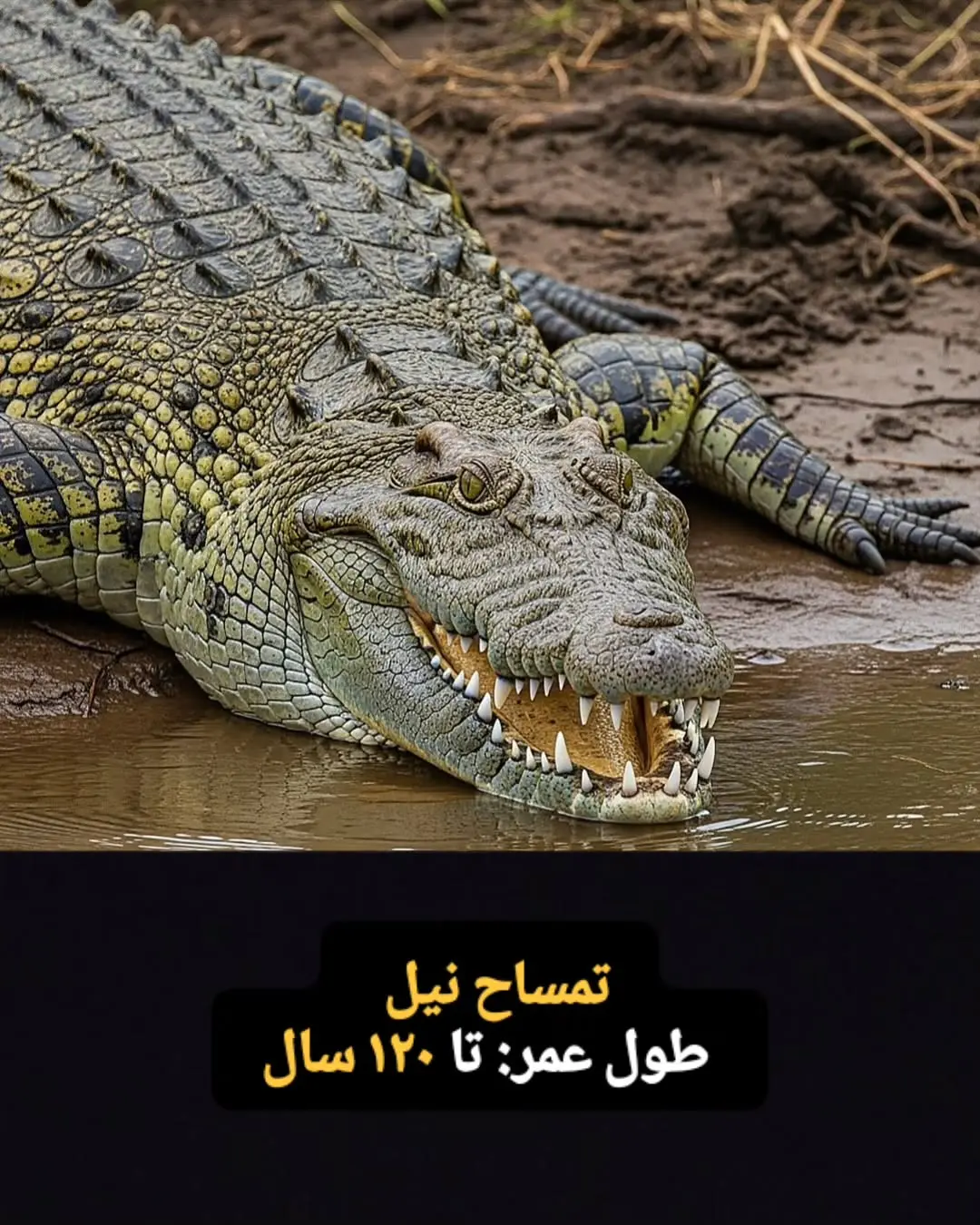 جانوران با طول عمر زیاد