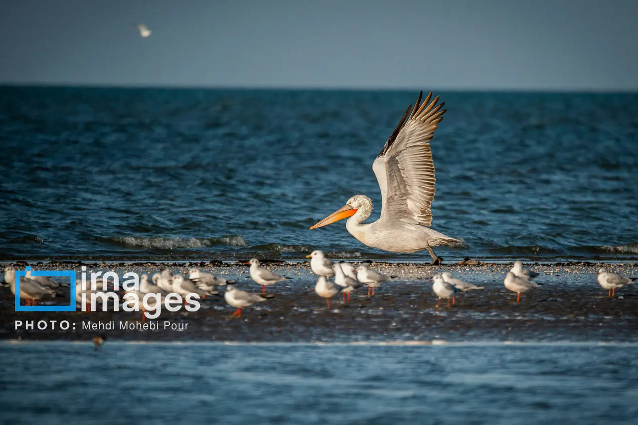 پلیکان‌ها به سواحل مازندران بازگشتند