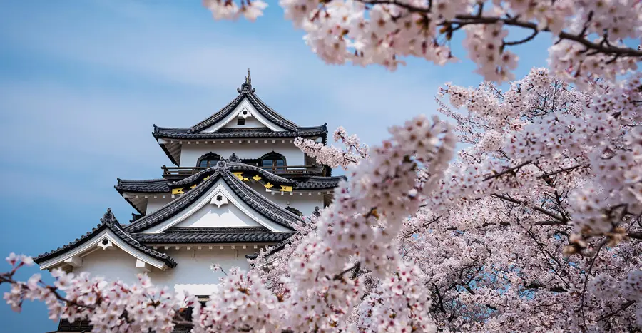 Japan-cherry-blossom-viewing-in-2020-featured