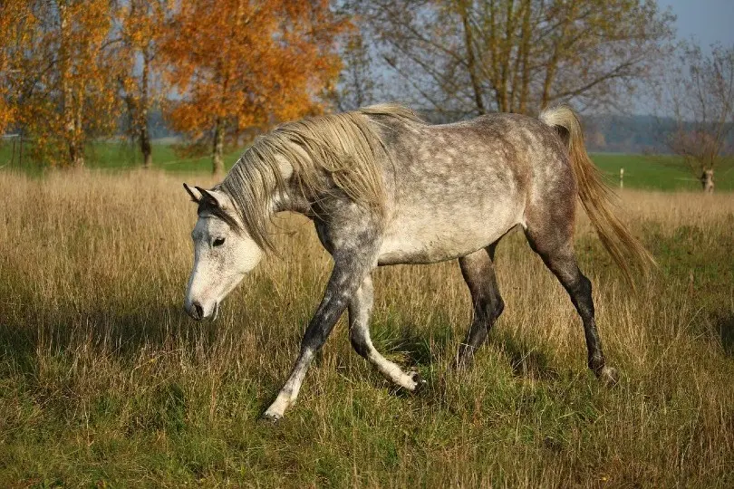 Arabian-horse-2