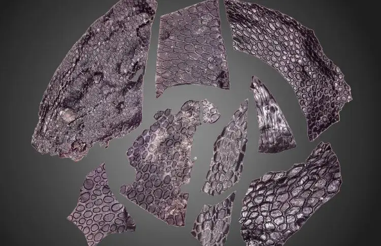 کشف قدیمی‌ترین پوست جهان با عمر خیره‌کننده ۲۸۸ میلیون سال+ عکس