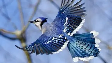 ۷ پرنده خاص که زمین ممکن است از دست بدهد + عکس