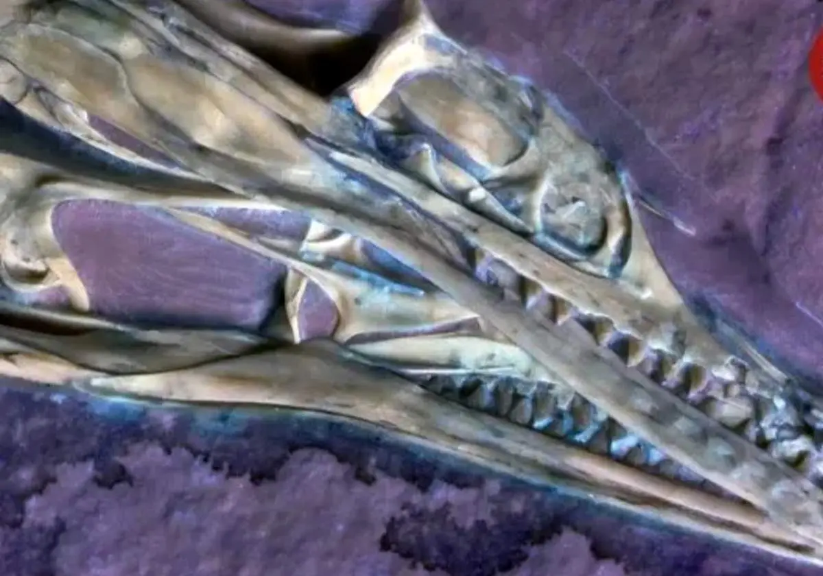 یکی از نخستین پرندگان جهان که ۱۵۰ میلیون سال پیش بر زمین پرواز می‌کرد