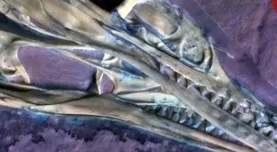 یکی از نخستین پرندگان جهان که ۱۵۰ میلیون سال پیش بر زمین پرواز می‌کرد