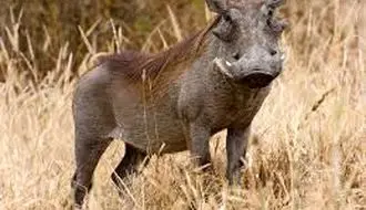 فرار دیدنی گراز وحشی از محاصره شیرها + فیلم