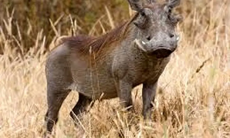 فرار دیدنی گراز وحشی از محاصره شیرها + فیلم