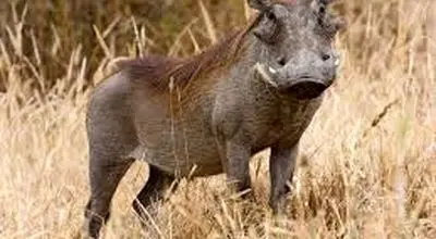 فرار دیدنی گراز وحشی از محاصره شیرها + فیلم