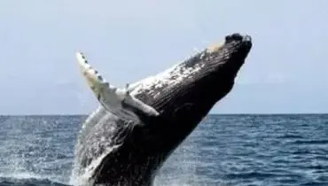 نهنگ عظیم‌الجثه در ساحل کامچاتکا به گل نشست/ویدیو