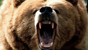 لحظاتی هولناک از حمله خرس به لانه عقاب+ فیلم