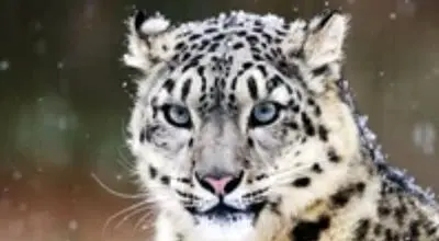 خز ضد سرمای پلنگ برفی/ویدیو 