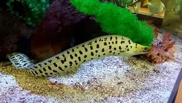 این ماهی کوچک یک مارماهی دومتری را بلعید + فیلم