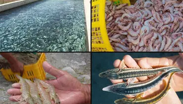 کلاهبرداری ۳۵۰ میلیاردی با عنوان تاجر شیلات!