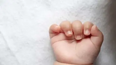 تولد نوزاد عجول بابلی در دل برف+ عکس