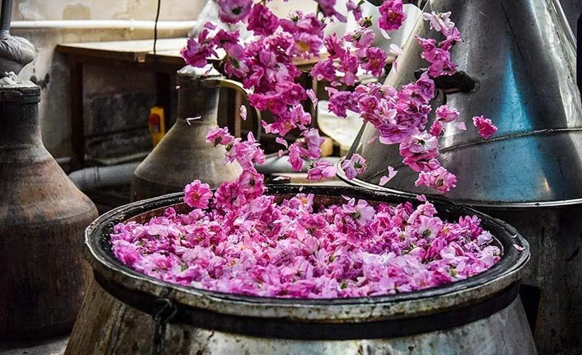 طرز استفاده گلاب برای تقویت مو