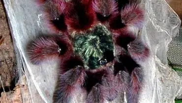 رتیل خانگی؛ از موجود ترسناک تا حیوان محبوب + عکس

