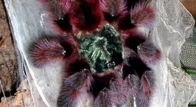 رتیل خانگی؛ از موجود ترسناک تا حیوان محبوب + عکس

