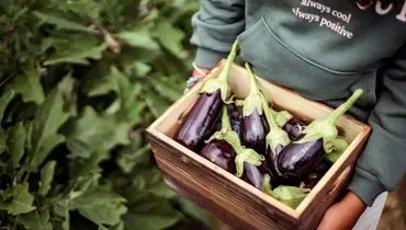 ابرقهرمان بنفش: فواید شگفت‌انگیز بادمجان برای سلامتی و کنترل قند خون!