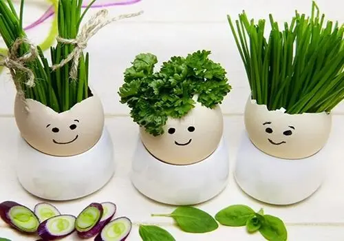 آموزش قدم به قدم کاشت سبزه ماش برای سفره هفت سین+فیلم