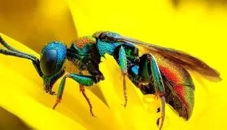 ۵ زنبور با طراحی خیره‌کننده؛ شاهکارهای طبیعت از میان هزاران گونه + فیلم