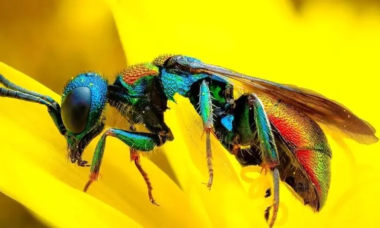 ۵ زنبور با طراحی خیره‌کننده؛ شاهکارهای طبیعت از میان هزاران گونه + فیلم